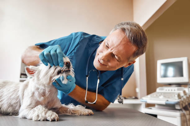 Best Same-Day Emergency Dentist in Russellville, AR